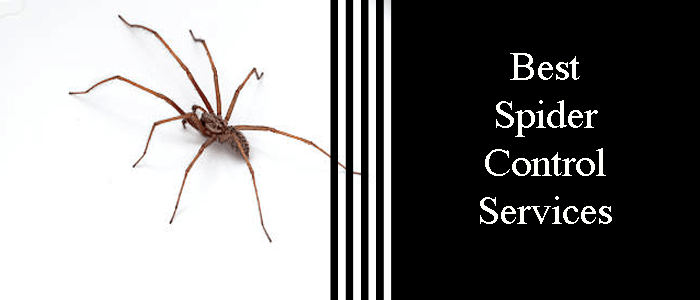 Best Spider Control Services