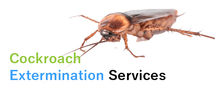 Cockroach Extermination Service